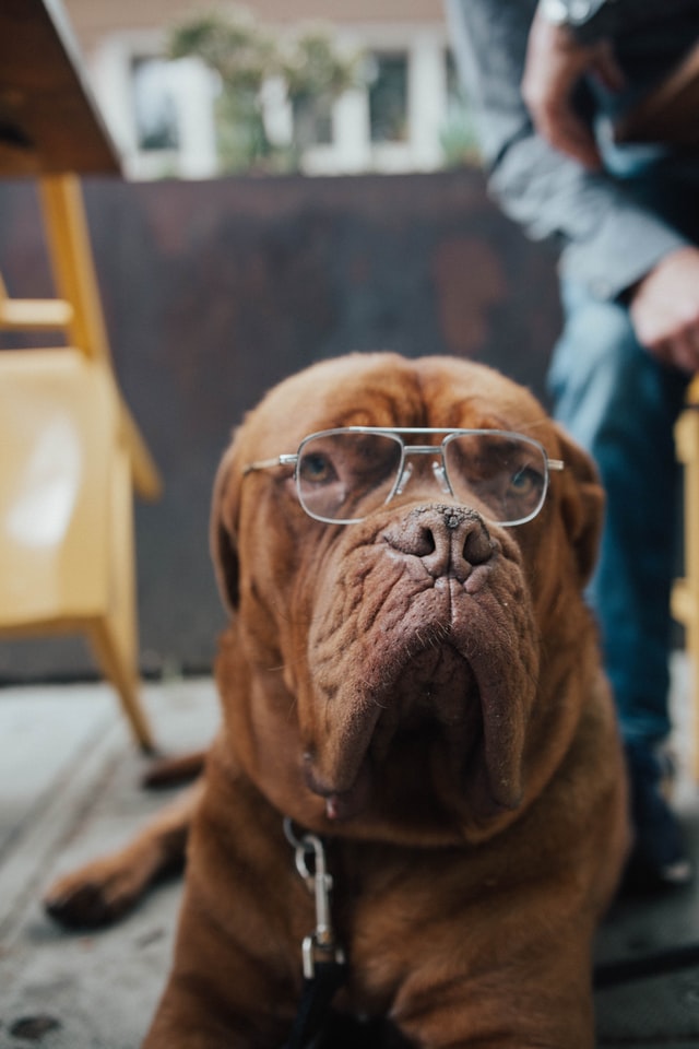 brown dog with glasses lying indoor