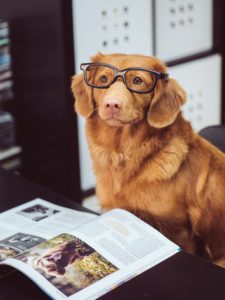 labrador with glasses sitting in front of the opened book