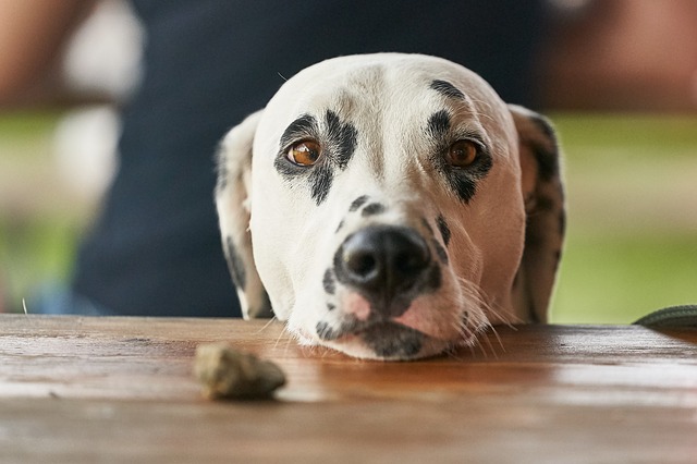 What your dog’s behavior says about you?