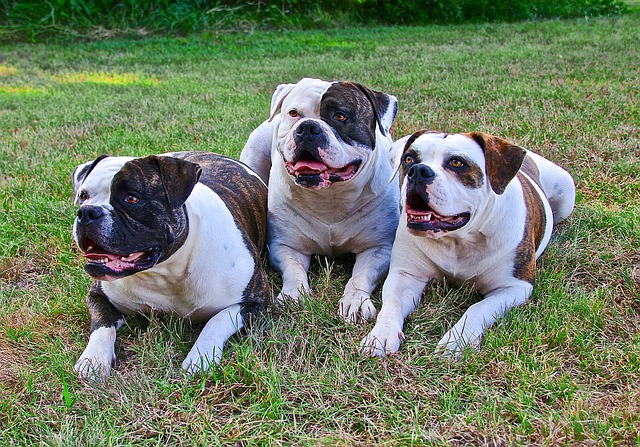 3 American bulldogs lying on the grass