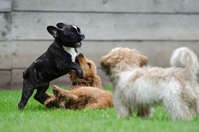 Dog play: how to understand and analyze it