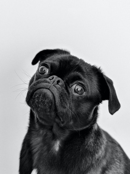 Black pug dog