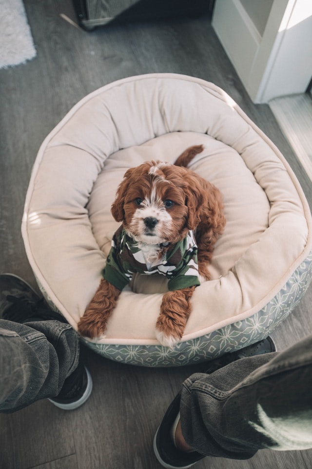 Brown puppy sitting in its bed met