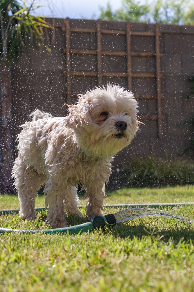 Havanese dog standing in front of the sprinkler in the backyard