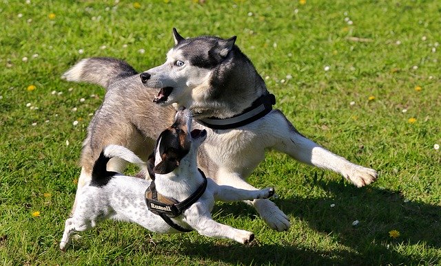 Husky and a Jack Russell dog playing
