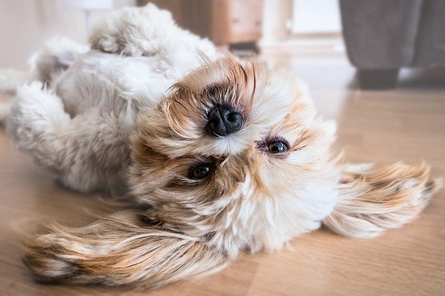 Lhasa Apso lying on the back on the floor