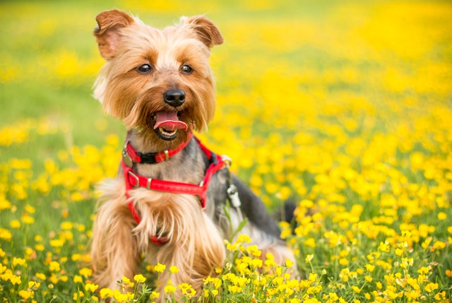 Yorkshire Terrier sitting in the flowery meadow with a red collar