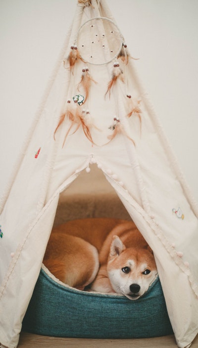 Akita lying in its basket with a wigwam