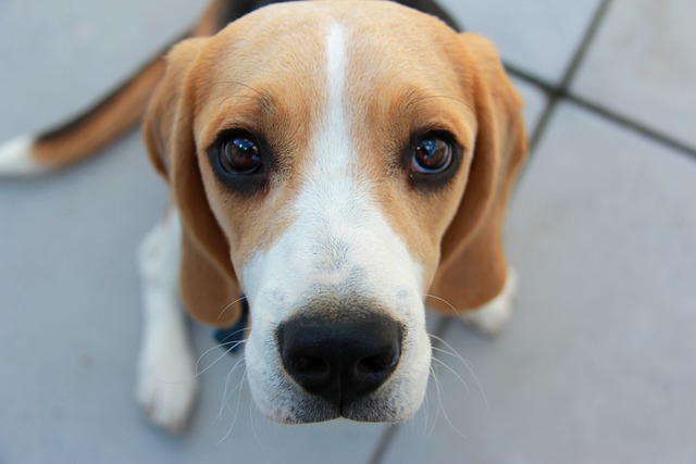 beagle puppy sitting looking up