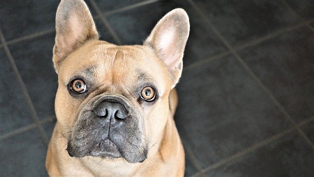beige french bulldog sitting looking up