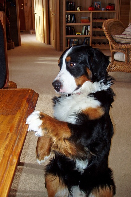 bernese mountain dog standing up and begging