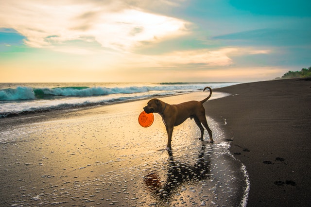 brown dog holds a frisbee in his jaw on the beach