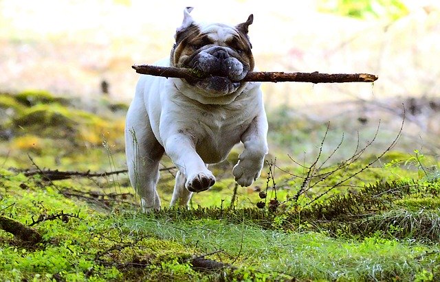 bulldog puppy running with a stick in its jaws