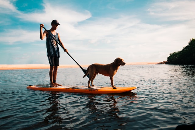 cani paddle boy on a paddle board with an oar and a dog