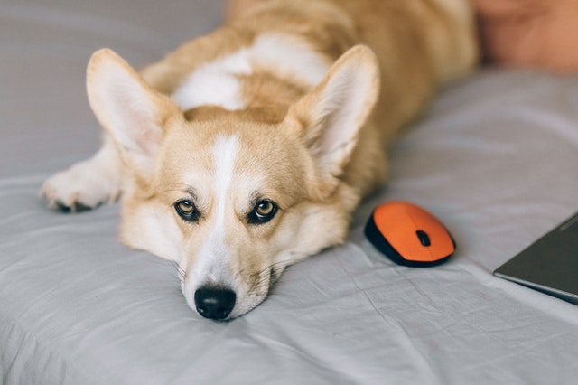corgi dog lying on the bed next to a computer mouse