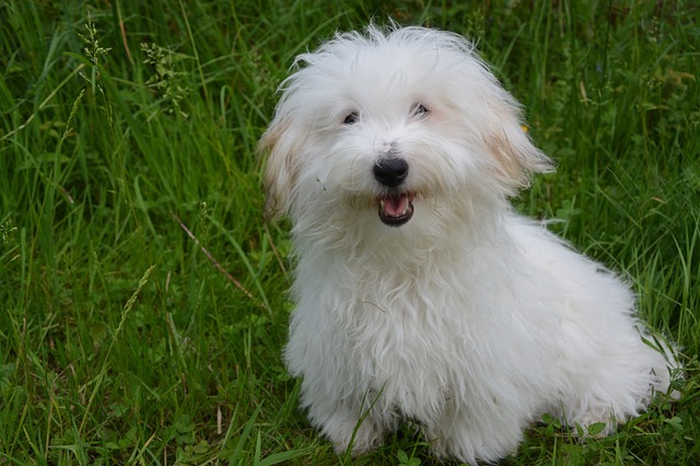 coton de tulear white dog