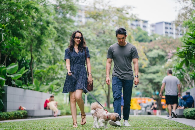 couple walking a small dog on a leash