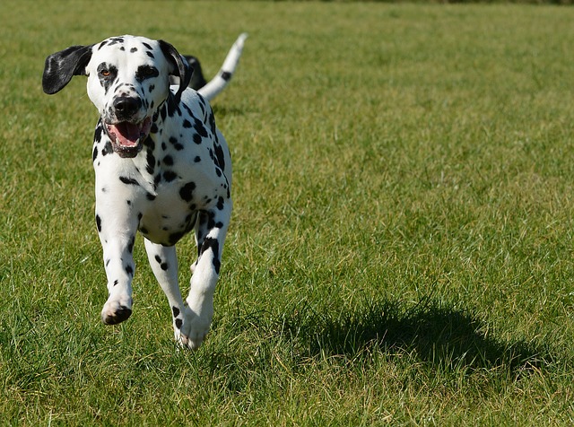 Dalmatian dog running on the grass