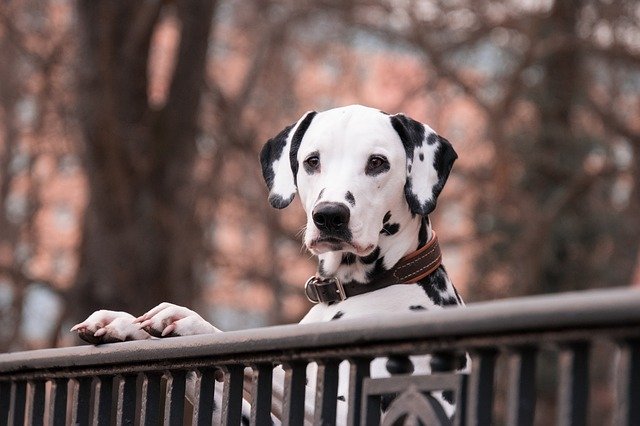 dalmatian dog standing up and looking