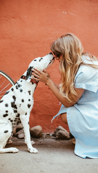 Dalmatian dog sitting and kissing its lady owner