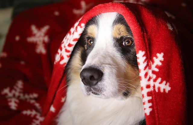 head of a white and black dog under a Christmas blanket