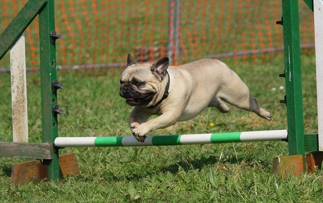 pug dog training jumping over a hurdle