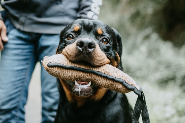 Rottweiler with a toy in its jaws