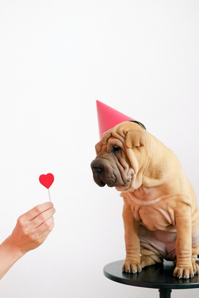shar pei dog siting on a small table with a pink hat while a hand is giving him a small heart on a stick