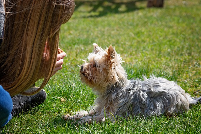 small terrier dog lying on the grass and listening to a woman