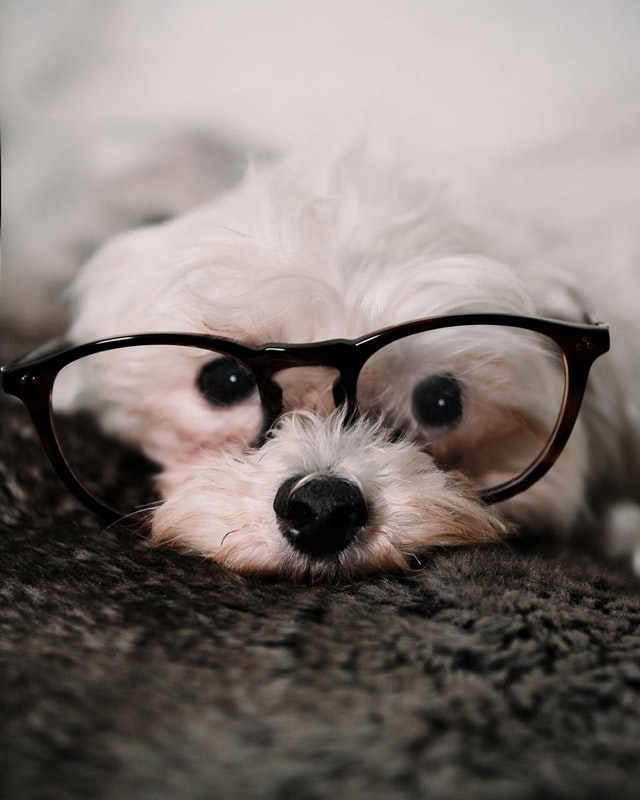 small white dog lying with glasses on its face