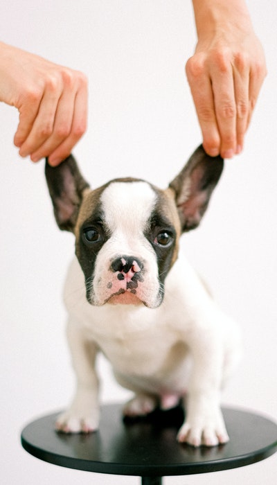 french bulldog puppy sitting on a table while a pair of hands holds its ears