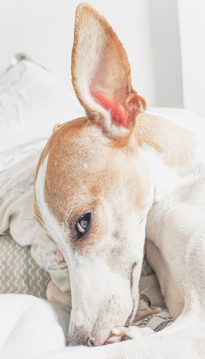 white dog's head with a big ear