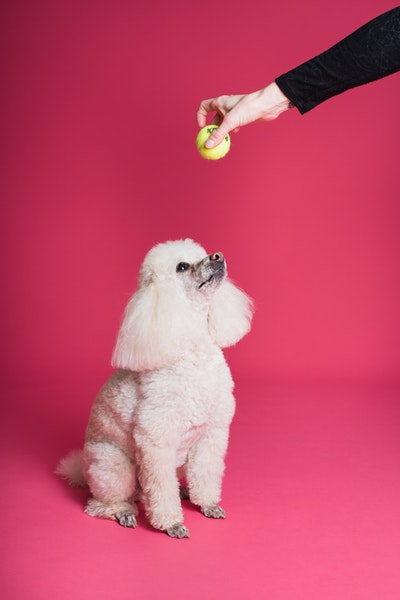 white poodle  sitting and looking up at the tennis ball in persons hand