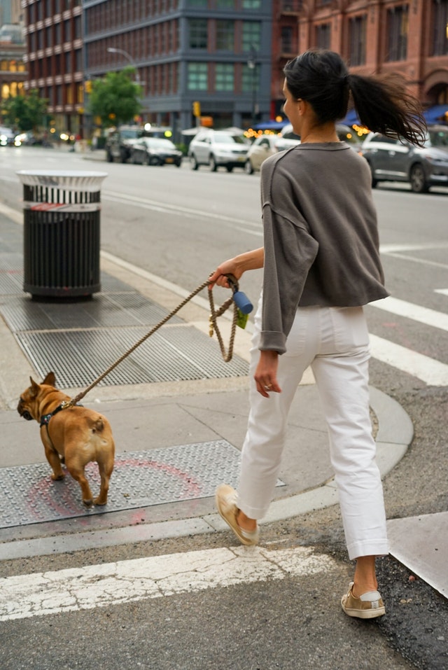 woman walking a brown French bulldog in a New York street